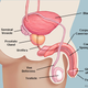 Image for article titled Can You Draw an Anatomically Correct Penis? An Experiment